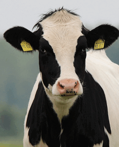 Cow Image home page