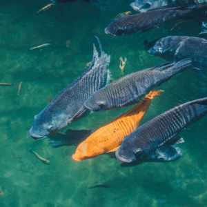 fish more