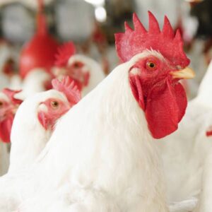 Poultry